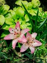 Lily is a royal flower with a rich history.