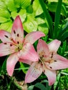 Lily is a royal flower with a rich history.