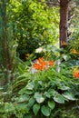 Lily shrub, pine tree and juniper in green forest Royalty Free Stock Photo