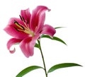 Lily single pink flower with stamens, leaves and stem isolated on white background with clipping path, close-up Royalty Free Stock Photo