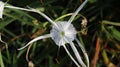 Lily spider flower