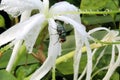 Lily spider flowers and flies