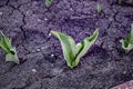 Lily sprout in the ground