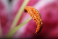 Lily stamen Royalty Free Stock Photo