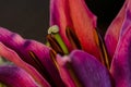 Lily Stamen Abstract