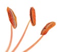 Lily Stamens with Pollen Macro on White Background