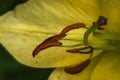 Lily stamens. Yellow flower close up Royalty Free Stock Photo