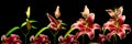Lily Time-lapse Series Royalty Free Stock Photo