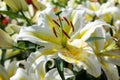 Oriental Lily `Time Out` lilium Royalty Free Stock Photo