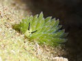 Lily-tipped costaciella