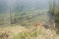 Lily torch, Kniphofia uvaria, on the shore of Tota, the largest lake in Colombia