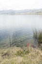 Lily torch, Kniphofia uvaria, on the shore of Tota, the largest lake in Colombia