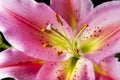 Pink lily flower