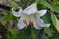 Lily tubular regale incredibly beautiful and delicate white flowers Royalty Free Stock Photo