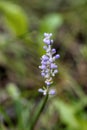 Lily Turf Monkey Mondo Grass Purple Lavender Bloom Spike - Liriope muscari