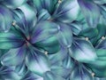 Lily turquoise-blue flowers. bright turquoise background. floral collage. flower composition. Royalty Free Stock Photo