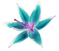 Lily turquoise-white flower on a white background isolated with clipping path.