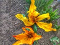 lily undersized orange Royalty Free Stock Photo