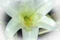 Lily using Focus Stacking Royalty Free Stock Photo