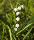 Lily of the valey Royalty Free Stock Photo