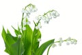 Lily of the valey Royalty Free Stock Photo