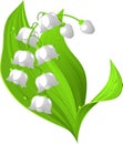 Lily of the valley