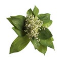 Lily of the valley Royalty Free Stock Photo