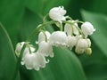 Lily of the valley Royalty Free Stock Photo
