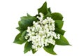 Lily of the valley Royalty Free Stock Photo