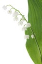 Lily of the valley Royalty Free Stock Photo