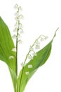 Lily of the valley Royalty Free Stock Photo