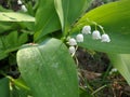 Lily of the valley Royalty Free Stock Photo