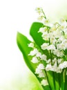 Lily of the Valley Royalty Free Stock Photo