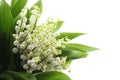 Lily of the valley Royalty Free Stock Photo