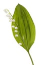 Lily of the valley