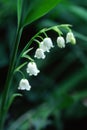 Lily of the valley Royalty Free Stock Photo