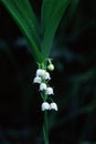 Lily of the valley Royalty Free Stock Photo