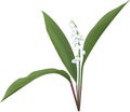 Lily of the valley