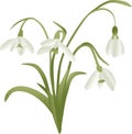 Lily of the valley