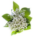 Lily of the valley Royalty Free Stock Photo
