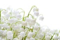 Lily of the valley Royalty Free Stock Photo