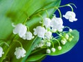 Lily of the valley