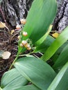 Lily of the valley in autumn against the background of birch.