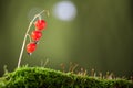 Lily-of-the-valley in autumn Royalty Free Stock Photo