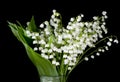 Lily-of-the-valley