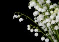 Lily-of-the-valley