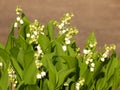 Lily of the valley