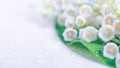 Lily of the valley, blooming spring white flowers, selective focus, banner with free space for text. Horizontal background Royalty Free Stock Photo