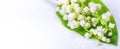Lily of the valley, blooming spring white flowers, selective focus, banner with free space for text Royalty Free Stock Photo
