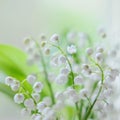 Lily of the valley